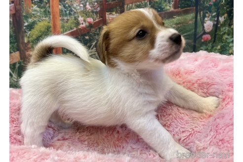 成約済の愛知県のジャックラッセルテリア-272042の3枚目
