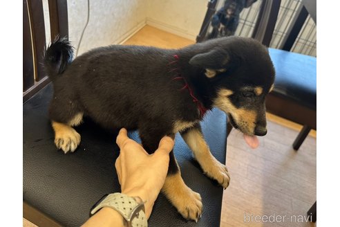 成約済の千葉県の柴犬-264713の8枚目