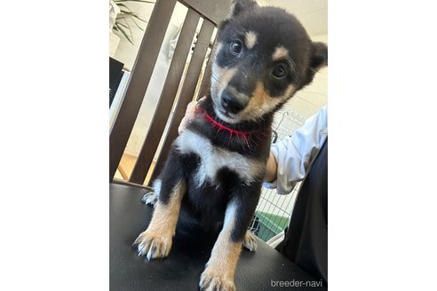 成約済の千葉県の柴犬-264713の7枚目