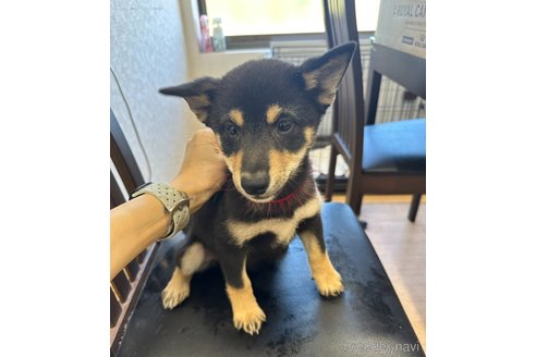 成約済の千葉県の柴犬-264713の9枚目