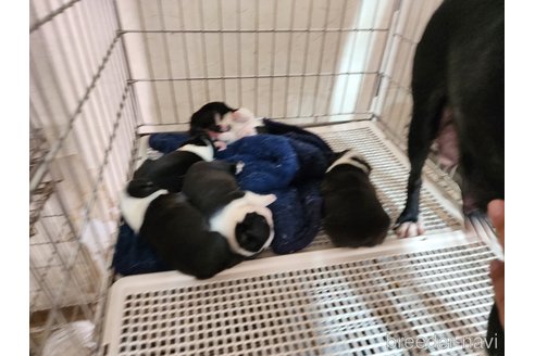 成約済の愛知県のボストンテリア-270935の10枚目