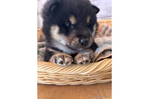 成約済の静岡県の柴犬-272060の1枚目