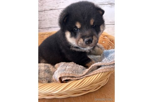 成約済の静岡県の柴犬-272060の2枚目