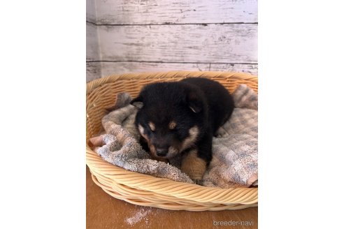 成約済の静岡県の柴犬-272060の3枚目