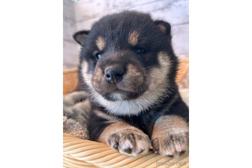 成約済の静岡県の柴犬-272060の4枚目