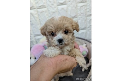 成約済の福岡県のマルプー:マルチーズ×トイプードル-272066の2枚目