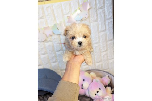 成約済の福岡県のマルプー:マルチーズ×トイプードル-272067の1枚目