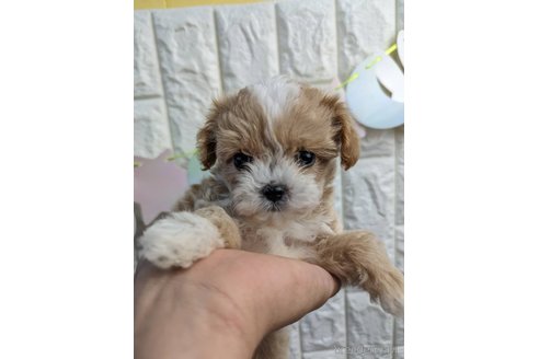 成約済の福岡県のマルプー:マルチーズ×トイプードル-272068の2枚目