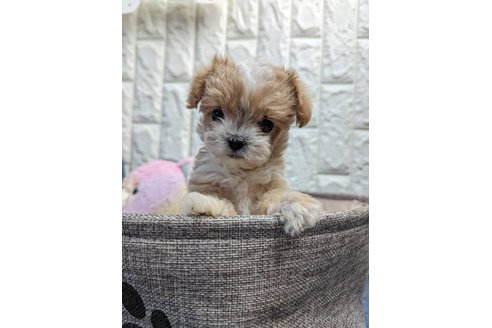 成約済の福岡県のマルプー:マルチーズ×トイプードル-272068の1枚目