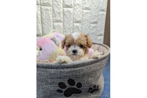 成約済の福岡県のマルプー:マルチーズ×トイプードル-272068の4枚目