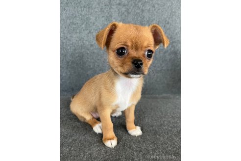 成約済の福島県のミックス犬-265813の9枚目