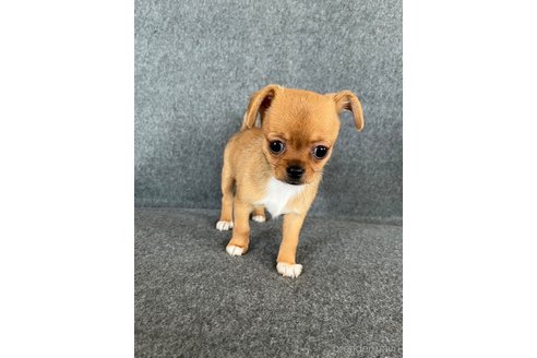 成約済の福島県のミックス犬-265813の7枚目