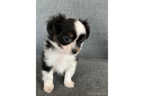成約済の福島県のミックス犬-265812の13枚目
