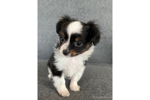 成約済の福島県のミックス犬-265812の12枚目