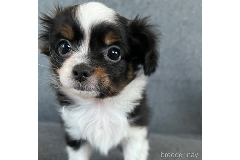 成約済の福島県のミックス犬-265812の11枚目