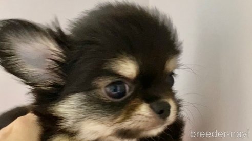 成約済の東京都のチワワ(ロングコート)-266222の11枚目