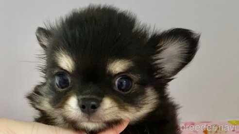 成約済の東京都のチワワ(ロングコート)-266222の8枚目
