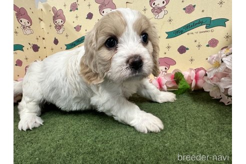 成約済の栃木県のミックス犬-272135の26枚目