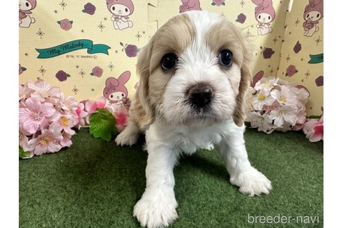 成約済の栃木県のミックス犬-272135の25枚目