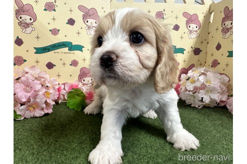 成約済の栃木県のミックス犬-272135の20枚目