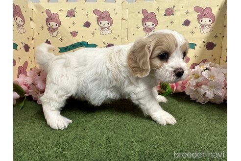 成約済の栃木県のミックス犬-272135の23枚目
