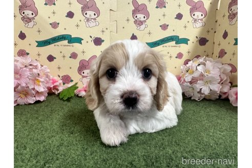 成約済の栃木県のミックス犬-272135の21枚目