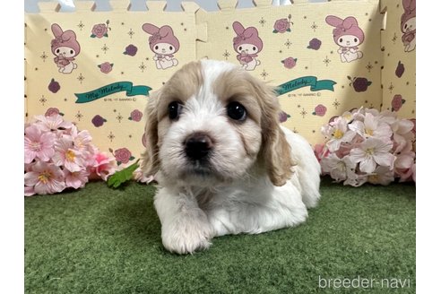 成約済の栃木県のミックス犬-272135の20枚目