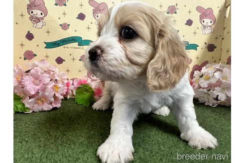 成約済の栃木県のミックス犬-272135の19枚目