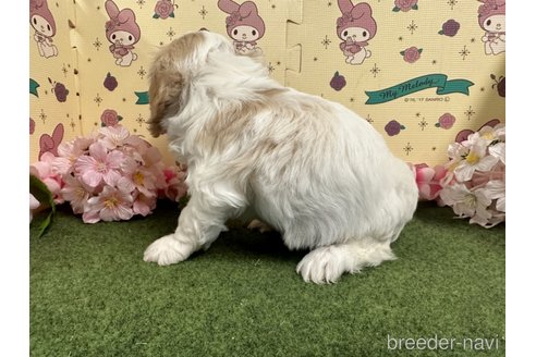 成約済の栃木県のミックス犬-272135の18枚目