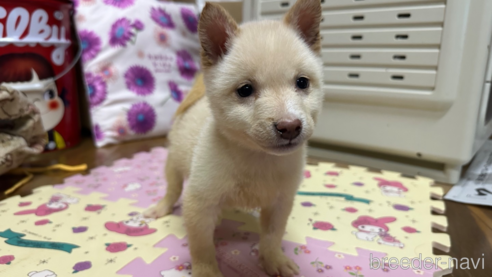 成約済の熊本県の豆柴-272136の1枚目