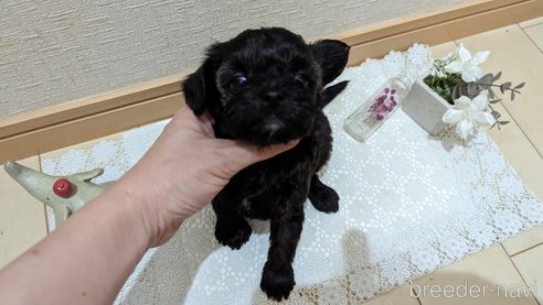 成約済の広島県のチワプー:チワワ×トイプードル-271215の238枚目