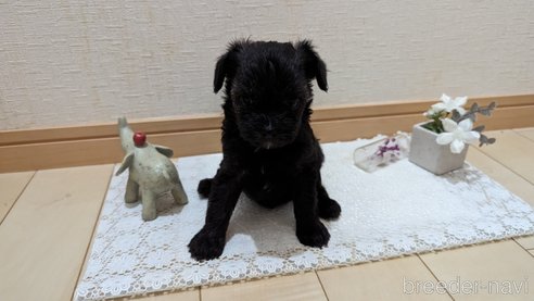 成約済の広島県のチワプー:チワワ×トイプードル-271215の236枚目