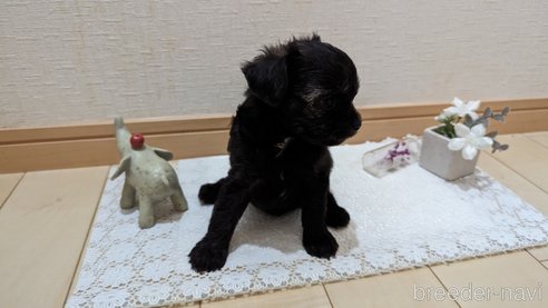 成約済の広島県のチワプー:チワワ×トイプードル-271215の237枚目