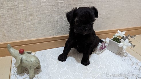 成約済の広島県のチワプー:チワワ×トイプードル-271215の234枚目
