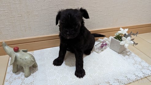 成約済の広島県のチワプー:チワワ×トイプードル-271215の233枚目