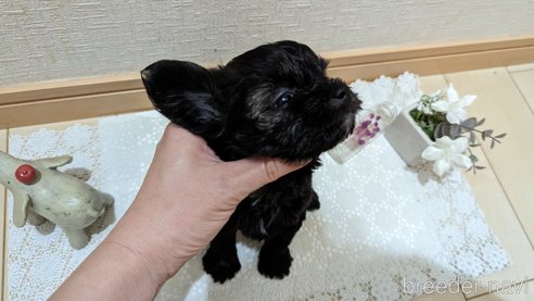 成約済の広島県のチワプー:チワワ×トイプードル-271215の231枚目