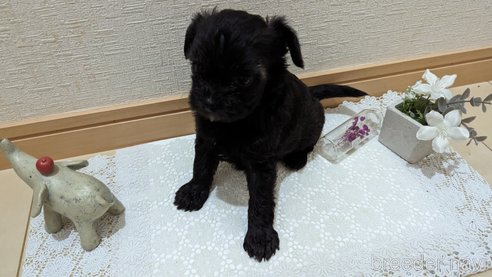 成約済の広島県のチワプー:チワワ×トイプードル-271215の232枚目