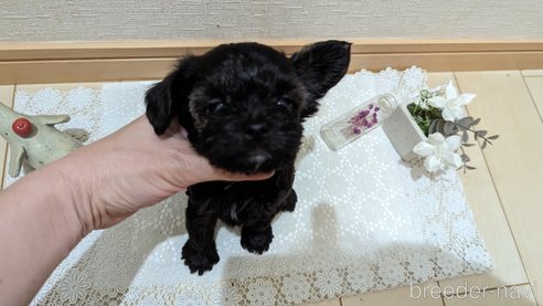 成約済の広島県のチワプー:チワワ×トイプードル-271215の227枚目