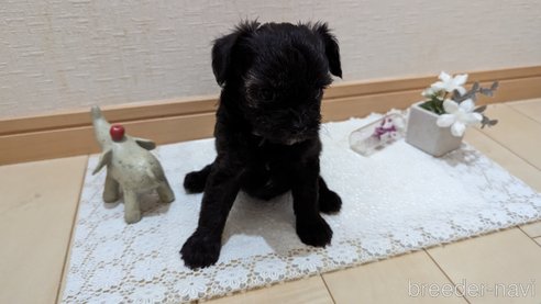 成約済の広島県のチワプー:チワワ×トイプードル-271215の228枚目