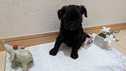 成約済の広島県のチワプー:チワワ×トイプードル-271215の226枚目