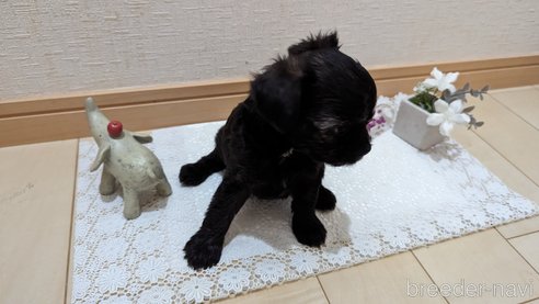 成約済の広島県のチワプー:チワワ×トイプードル-271215の225枚目