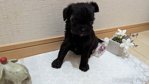 成約済の広島県のチワプー:チワワ×トイプードル-271215の224枚目