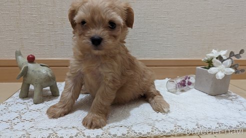成約済の広島県のチワプー:チワワ×トイプードル-271216の254枚目