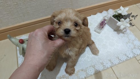 成約済の広島県のチワプー:チワワ×トイプードル-271216の240枚目