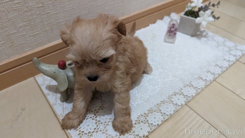 成約済の広島県のチワプー:チワワ×トイプードル-271216の239枚目