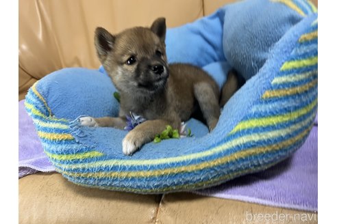 成約済の栃木県の柴犬-270284の2枚目