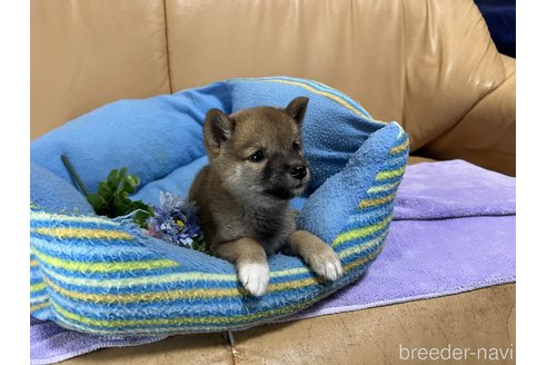 成約済の栃木県の柴犬-270284の1枚目