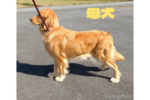 成約済の三重県のゴールデンレトリーバー-272154の7枚目