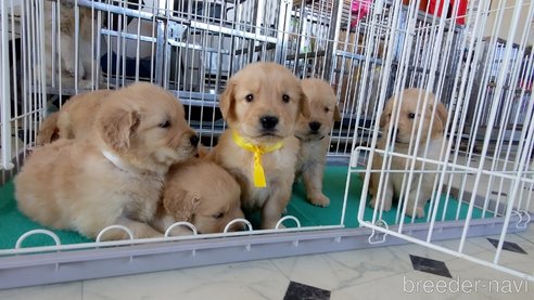 成約済の三重県のゴールデンレトリーバー-272154の4枚目