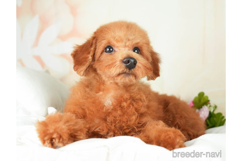 成約済の千葉県のトイプードル-272155の5枚目